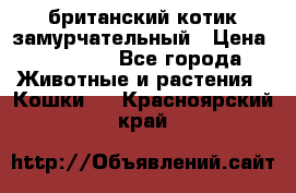 британский котик замурчательный › Цена ­ 12 000 - Все города Животные и растения » Кошки   . Красноярский край